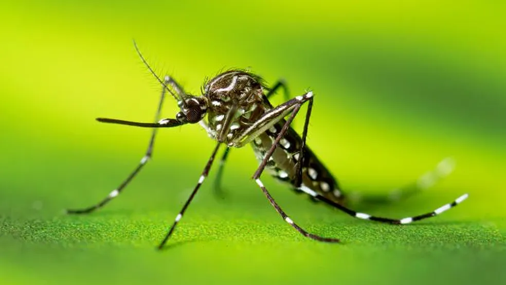 mosquito-da-dengue-fala-marilia