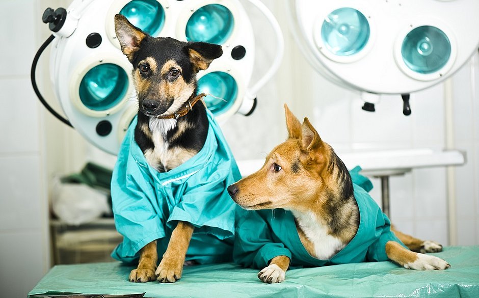 ccastração-caes-gatosgarça-fala-marilia