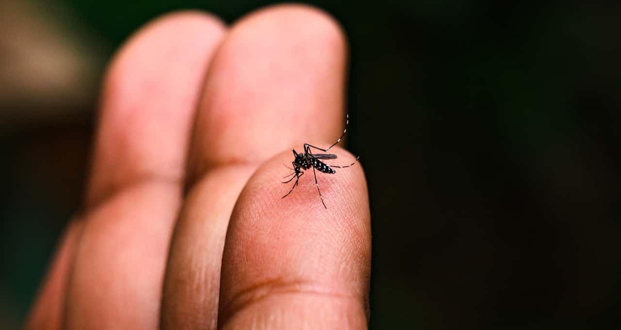 dengue