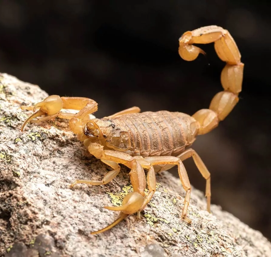 Escorpiao-Amarelo-Tityus-Serrulatus-Controle