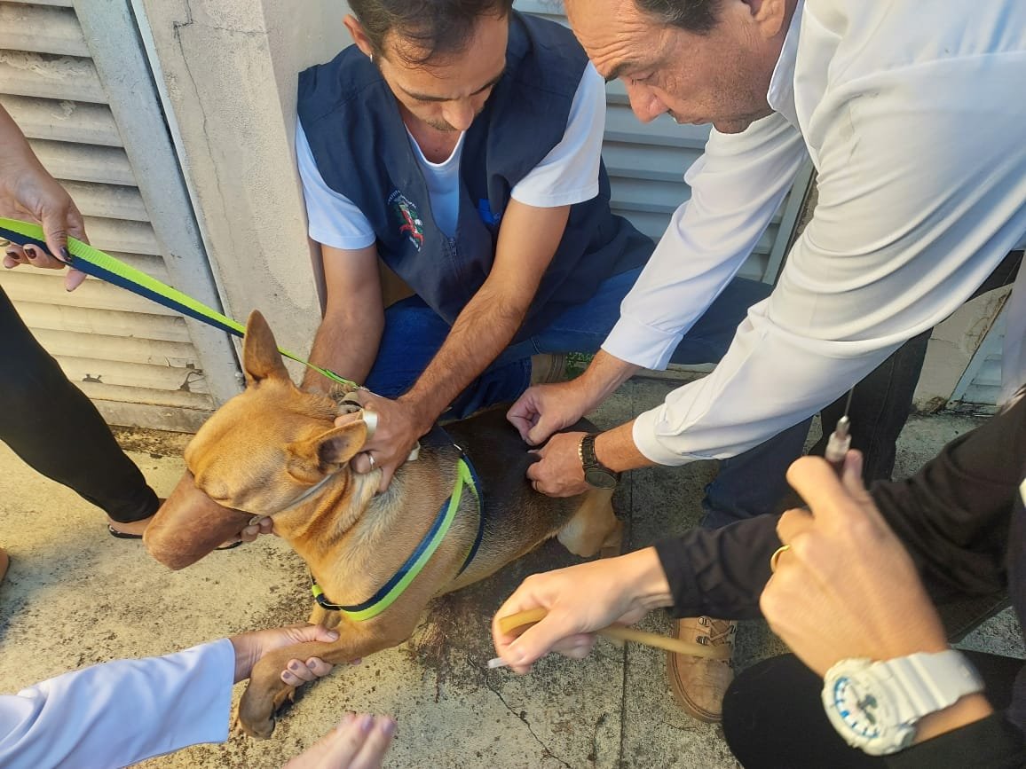 26-05 VACINAÇÃO ANTIRRÁBICA - Ação na UBS Alto Cafezal imuniza 339 cães e 70 gatos3