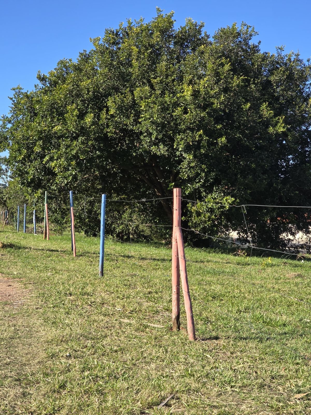 08-07 Prefeitura intensifica cercamento e plantio de áreas públicas para cumprir TACs ambientais4