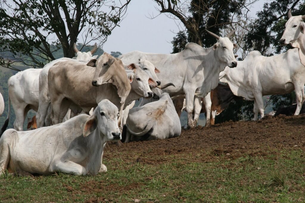 FAZENDA-BOI-1024x683