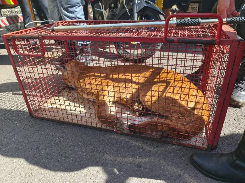 Imagem do WhatsApp de 2025-07-12 à(s) 11.01.42_4bc2d6be