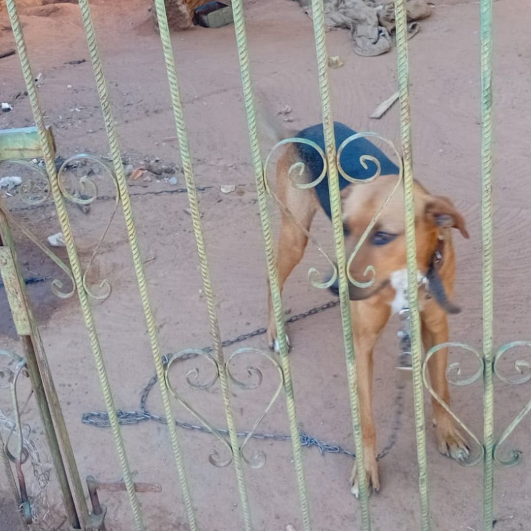 07-08 Animal vítima de maus-tratos é resgatado em ação conjunta da Prefeitura de Marília e forças policiais2