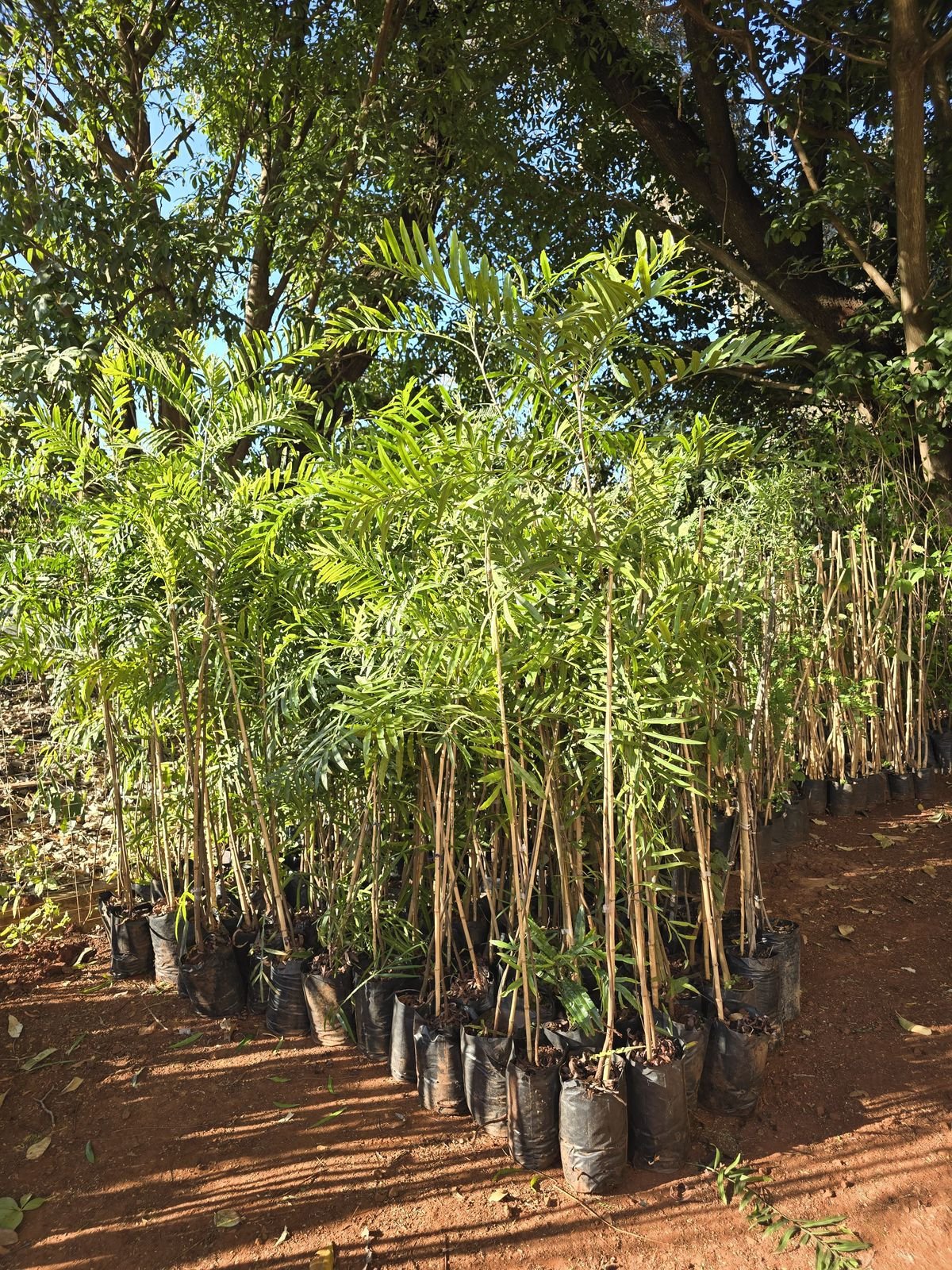 14-08 Marília disponibiliza mais de 2 mil mudas para arborização urbana2