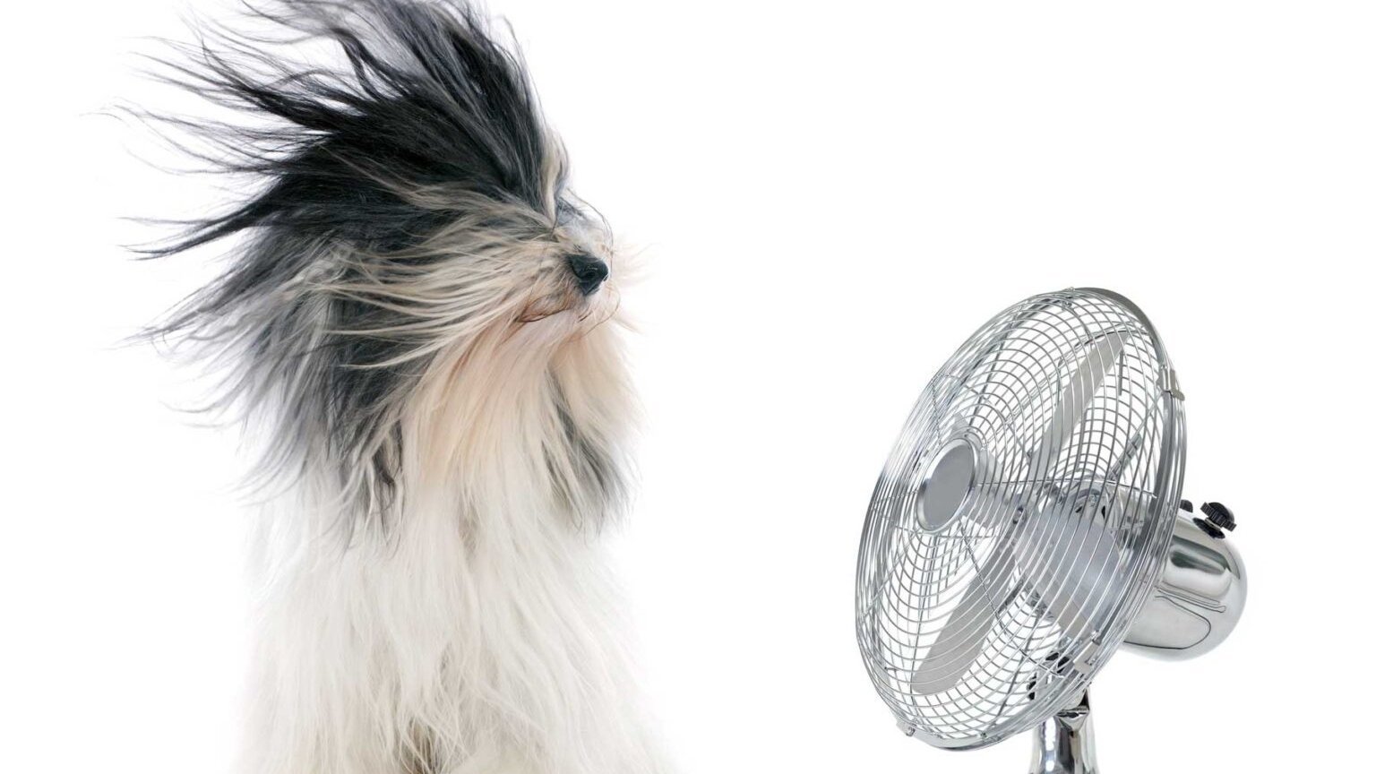 cachorro-diante-de-ventilador