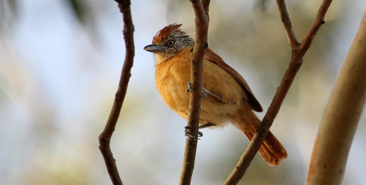 choca-barrada-femea-estacao-ecologica-caetetus-sp