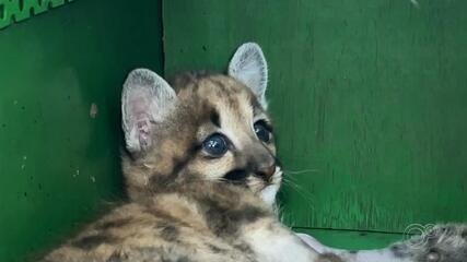 filhote-de-onca-parda-resgatado