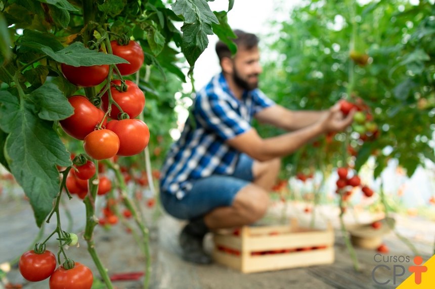 Farmer picking up fresh ripe tomato vegetables and putting into wooden crate.