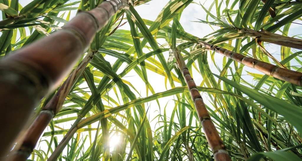 11-2025-cana-banner-1024x546-1