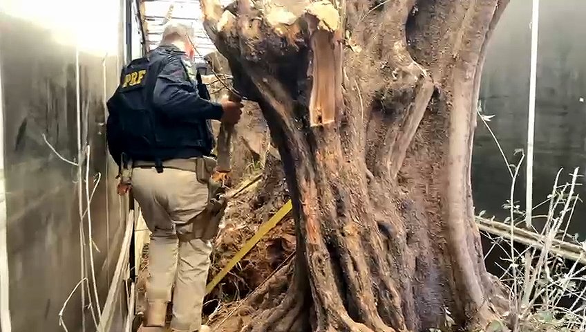 Vídeo do WhatsApp de 2025-11-10 à(s) 16.33 copiar