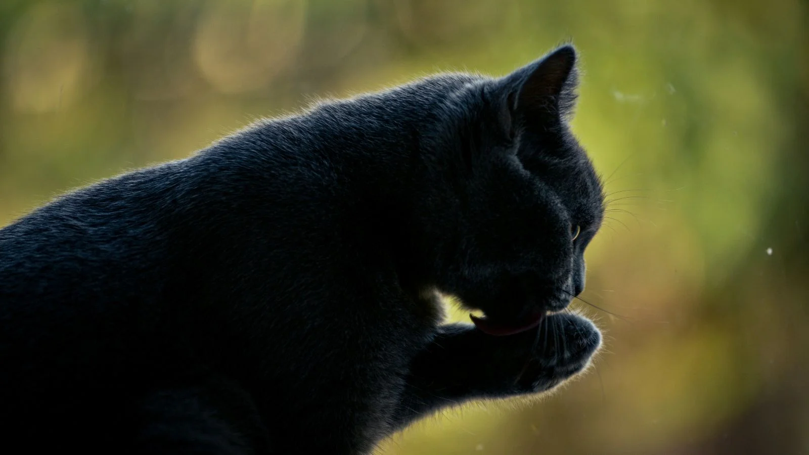 unsplash-denisa-floarea