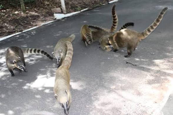16-04 Presença de quatis no Bosque Municipal de Marília acende alerta para conscientização2