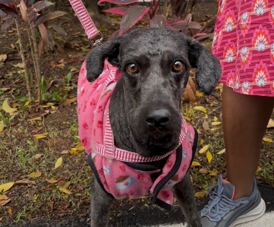 09-06 Marília terá mutirão com mil castrações de cães e gatos (2)
