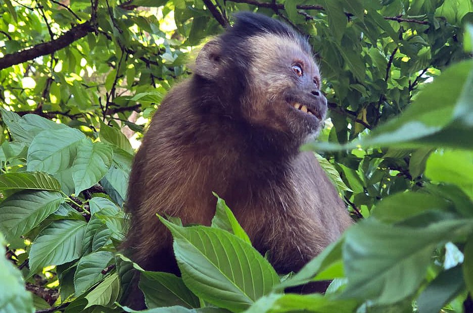 12-08 Proibição de alimentar animais silvestres no Bosque Municipal alerta para riscos à saúde da fauna e segurança dos visitantes (2)