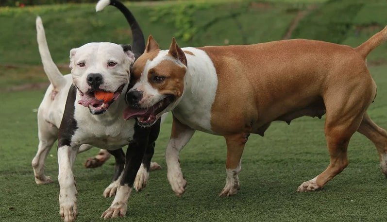 tipos-de-pitbull2