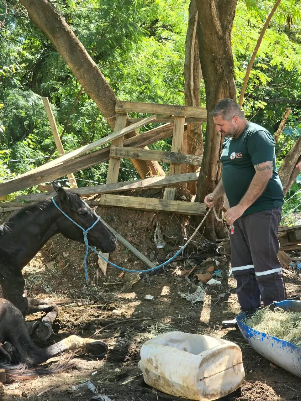 21-10 Prefeitura de Marília resgata cavalos vítimas de maus-tratos no Jardim América2